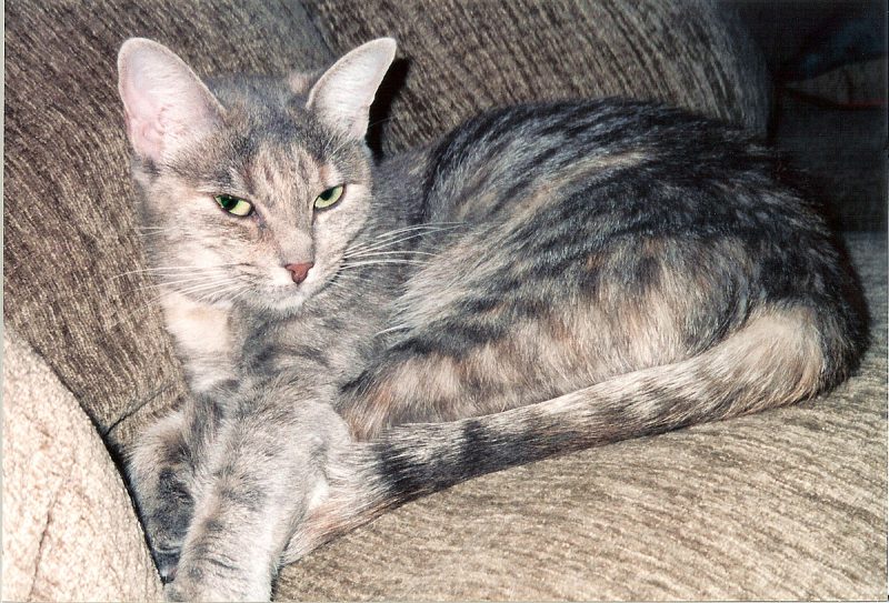 Mèo Anh lông ngắn tabby sọc dưa: Nguồn gốc, đặc điểm, giá bán 35