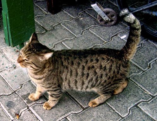 Mèo Anh lông ngắn tabby sọc dưa: Nguồn gốc, đặc điểm, giá bán 33
