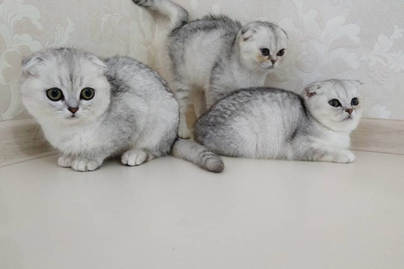 Mèo Anh lông ngắn silver: Tổng quan, giá bán, cách chăm sóc 3