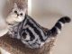 Mèo Anh lông ngắn tabby sọc dưa: Nguồn gốc, đặc điểm, giá bán 17