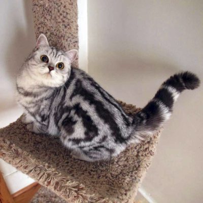 Mèo Anh lông ngắn tabby sọc dưa: Nguồn gốc, đặc điểm, giá bán 1