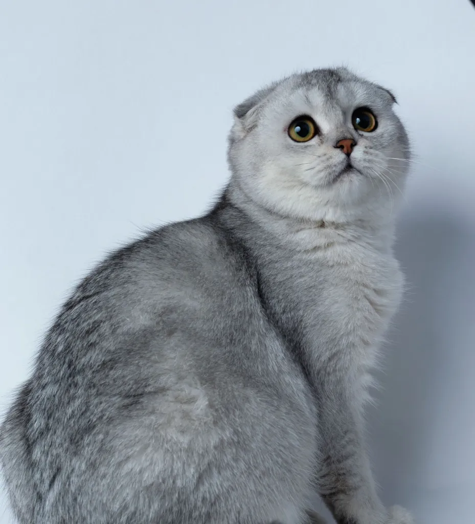 Mèo Anh lông ngắn silver: Tổng quan, giá bán, cách chăm sóc 5