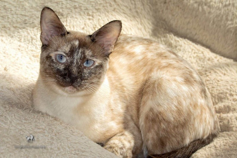 Mèo anh lông ngắn màu hyma: Tổng quan, giá bán, cách chăm sóc 11