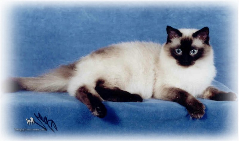 Mèo anh lông ngắn màu hyma: Tổng quan, giá bán, cách chăm sóc 13