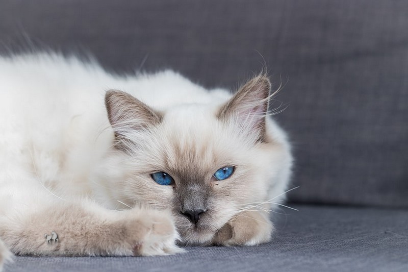 Mèo anh lông ngắn màu hyma: Tổng quan, giá bán, cách chăm sóc 15