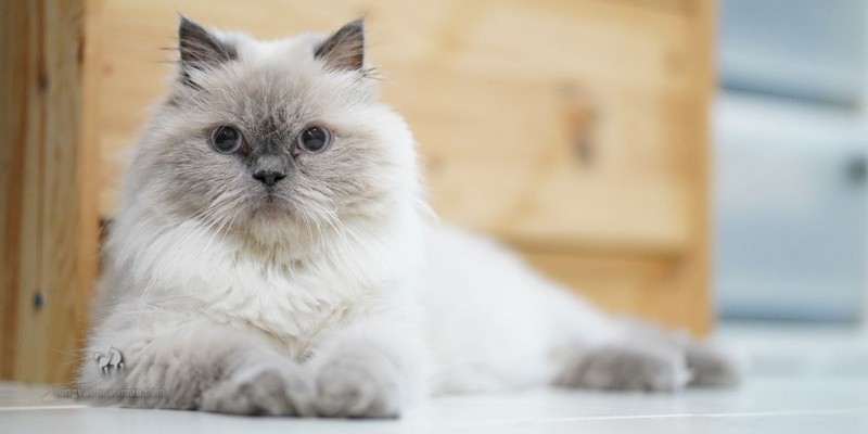 Mèo anh lông ngắn màu hyma: Tổng quan, giá bán, cách chăm sóc 3