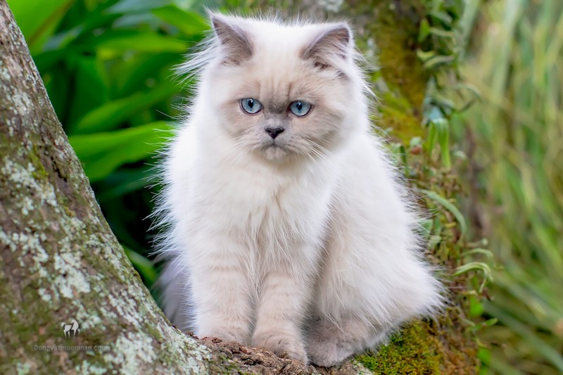 Mèo anh lông ngắn màu hyma: Tổng quan, giá bán, cách chăm sóc 5