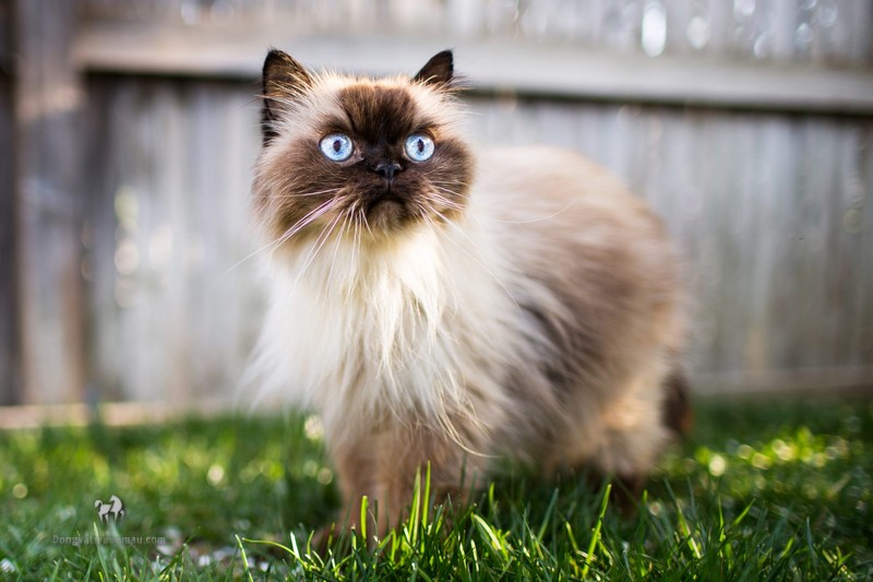 Mèo anh lông ngắn màu hyma: Tổng quan, giá bán, cách chăm sóc 7