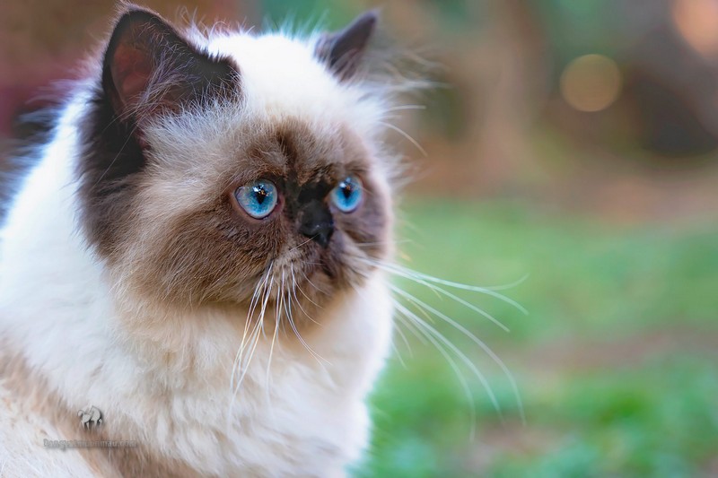 Mèo anh lông ngắn màu hyma: Tổng quan, giá bán, cách chăm sóc 19
