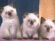 Mèo Anh Lông Ngắn Lai Xiêm: Nguồn Gốc, Đặc Điểm, Giá Bán 23