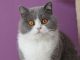 Mèo Anh Lông Ngắn Trắng Xám: Tổng Quan Và Giá Bán 17