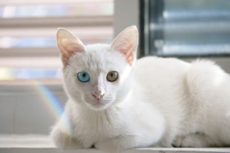 Mèo Anh lông ngắn mắt màu gì? Toàn bộ màu mắt mèo Anh lông ngắn 9