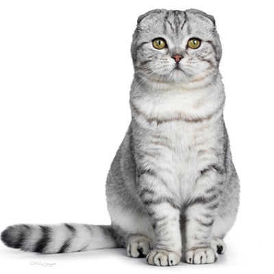Mèo Anh lông ngắn silver: Tổng quan, giá bán, cách chăm sóc 9