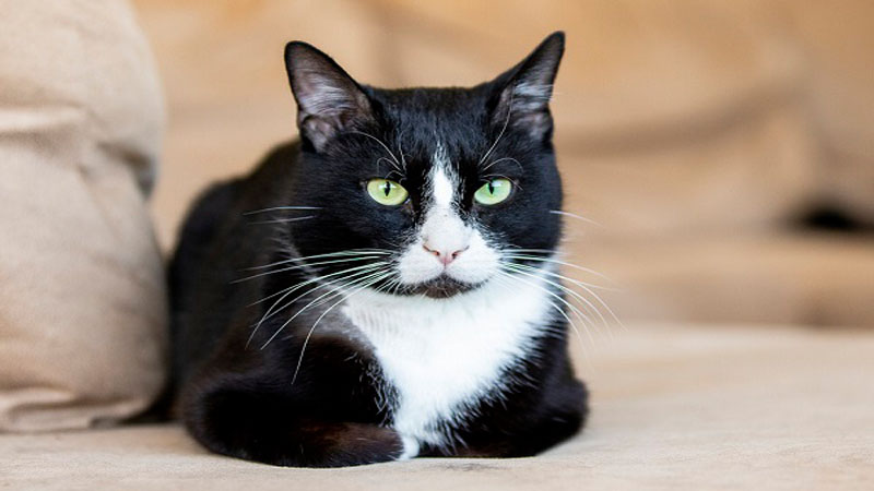 Mèo Anh lông ngắn Tuxedo màu trắng đen: Đặc điểm, giá bán, cách chăm sóc - Động Vật Muôn Màu