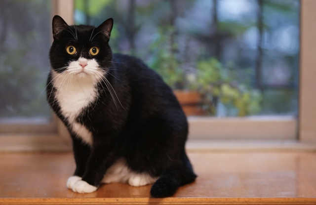 Mèo Anh lông cụt Tuxedo white color đen: Đặc điểm, giá thành, cơ hội che chở 3
