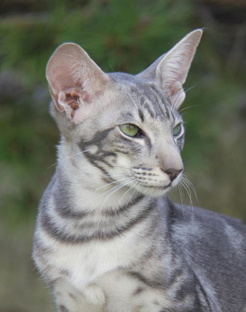 Mèo Anh lông ngắn tabby sọc dưa: Nguồn gốc, đặc điểm, giá bán 9