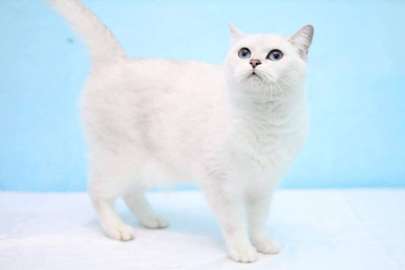Mèo Anh lông ngắn màu trắng: Tổng quan, màu mắt, giá bán 1