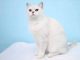 Mèo Anh lông ngắn màu trắng: Tổng quan, màu mắt, giá bán 19