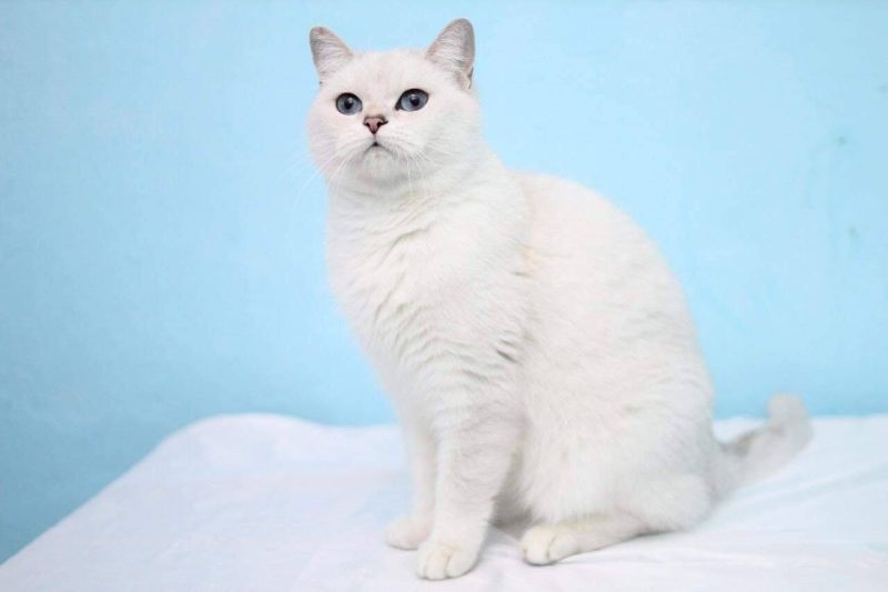 Mèo Anh lông ngắn màu trắng: Tổng quan, màu mắt, giá bán 3