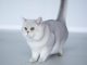 Mèo Anh Lông Ngắn Silver Shaded: Tổng Quan, Cách Chăm Sóc Và Giá Bán 9