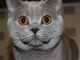 Mèo Anh Lông Ngắn Lai Mèo Ta: Tổng Quan, Giá Bán Và Cách Chăm Sóc 9