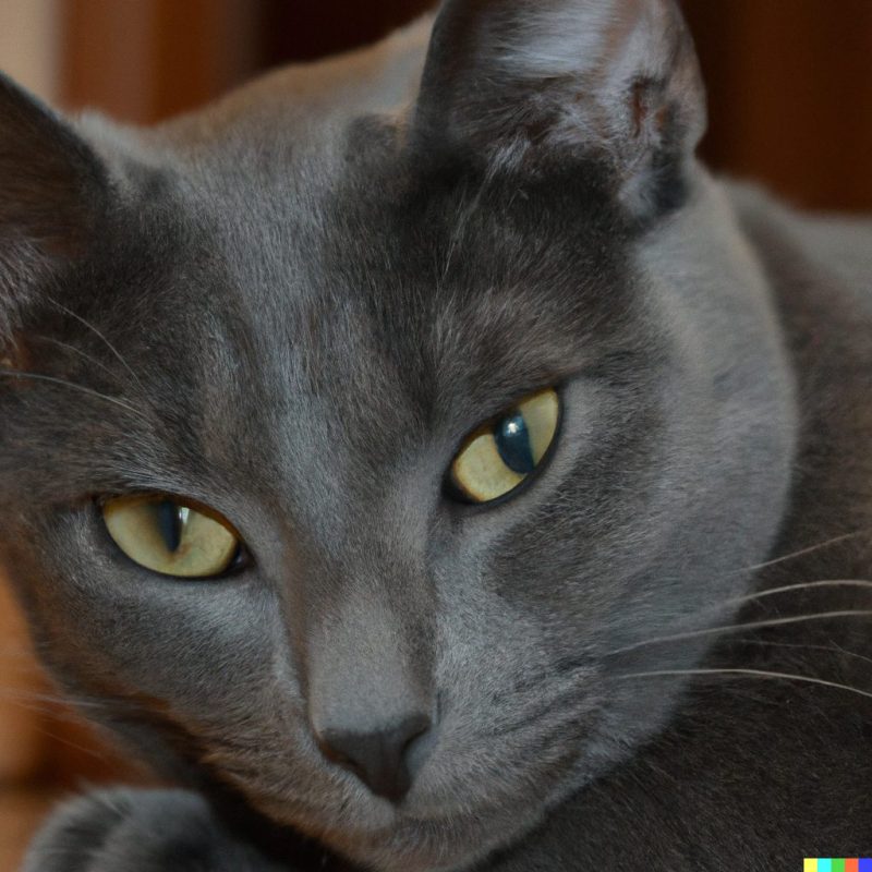 Mèo Anh Lông Ngắn Lai Nga: Tổng Quan, Giá Bán Và Cách Chăm Sóc 1