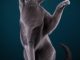 Mèo Anh Lông Ngắn Lai Nga: Tổng Quan, Giá Bán Và Cách Chăm Sóc 13