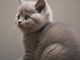 Mèo Anh Lông Ngắn 2 Tháng Tuổi: Tổng Quan, Cách Chăm Sóc Và Giá Bán 11