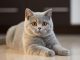 Mèo Anh Lông Ngắn 5 Tháng Tuổi: Tổng Quan, Cách Chăm Sóc Và Giá Bán 17