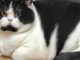 Mèo Anh Lông Ngắn 2 Màu: Tổng Quan, Giá Bán Và Cách Chăm Sóc 19