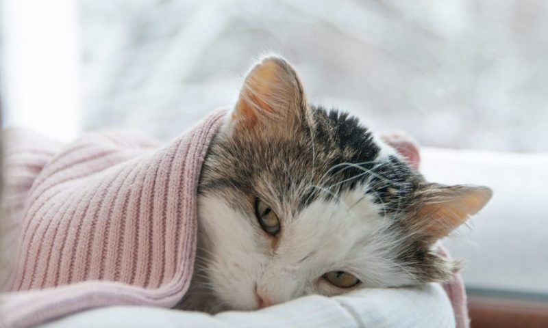 Mèo Anh Lông Ngắn Lai Mèo Ta: Tổng Quan, Giá Bán Và Cách Chăm Sóc 15