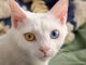 Mèo Anh lông ngắn trắng mắt 2 màu: Tổng quan, giá bán, phối giống 15