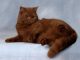 Mèo Anh Lông Ngắn Màu Nâu Chocolate: Tổng Quan Và Giá Bán 13