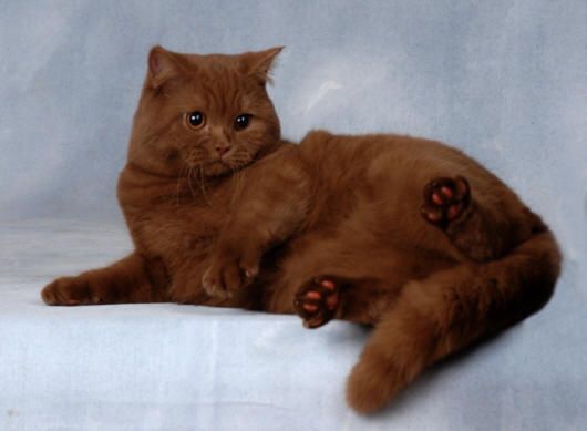Mèo Anh Lông Ngắn Màu Nâu Chocolate: Tổng Quan Và Giá Bán 7
