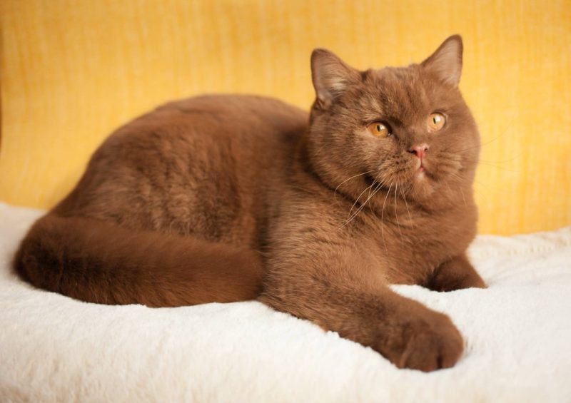 Mèo Anh Lông Ngắn Màu Nâu Chocolate: Tổng Quan Và Giá Bán 9