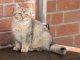 Mèo Anh Lông Ngắn Black Golden: Tổng Quan, Giá Bán Và Cách Chăm Sóc 37