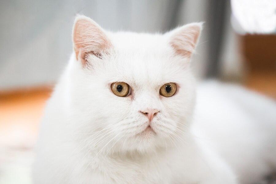 Mèo Anh lông ngắn màu trắng: Tổng quan, màu mắt, giá bán 7