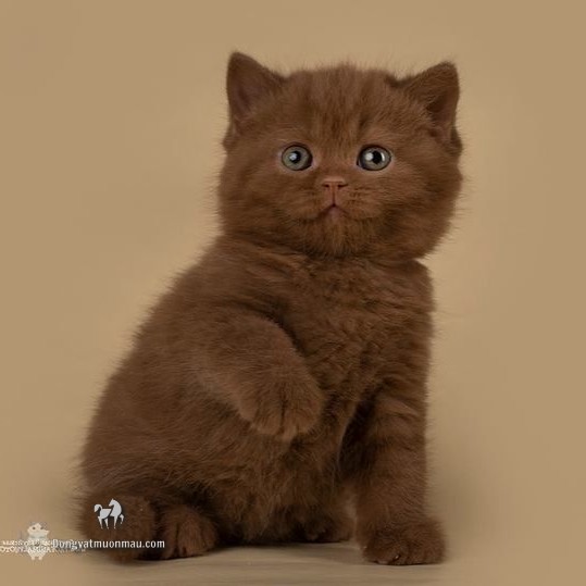 Mèo Anh Lông Ngắn Màu Nâu Chocolate: Tổng Quan Và Giá Bán 15