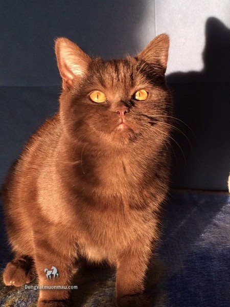 Mèo Anh Lông Ngắn Màu Nâu Chocolate: Tổng Quan Và Giá Bán 11