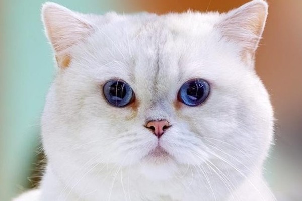 Mèo Anh lông ngắn màu trắng: Tổng quan, màu mắt, giá bán 5