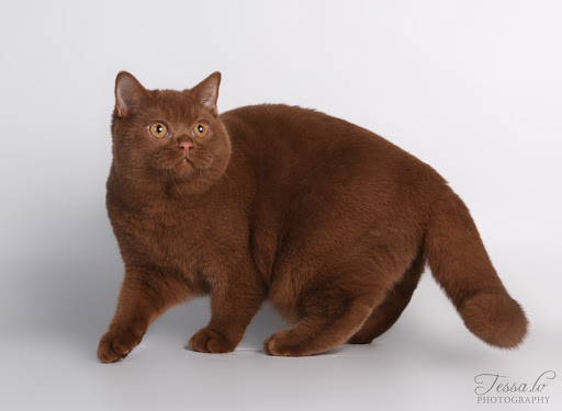 Mèo Anh Lông Ngắn Màu Nâu Chocolate: Tổng Quan Và Giá Bán 5