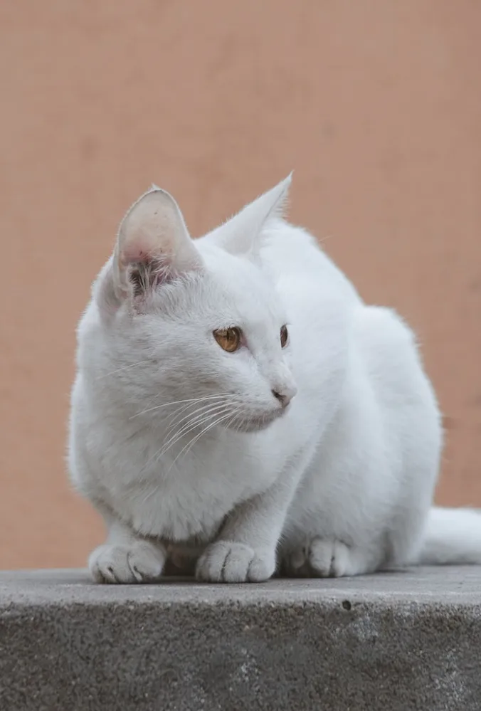 Mèo Anh Lông Ngắn Lai Mèo Ta: Tổng Quan, Giá Bán Và Cách Chăm Sóc 11