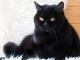 Mèo Anh Lông ngắn Màu Đen: Tổng Quan, Giá Bán Và Cách Chăm Sóc 17