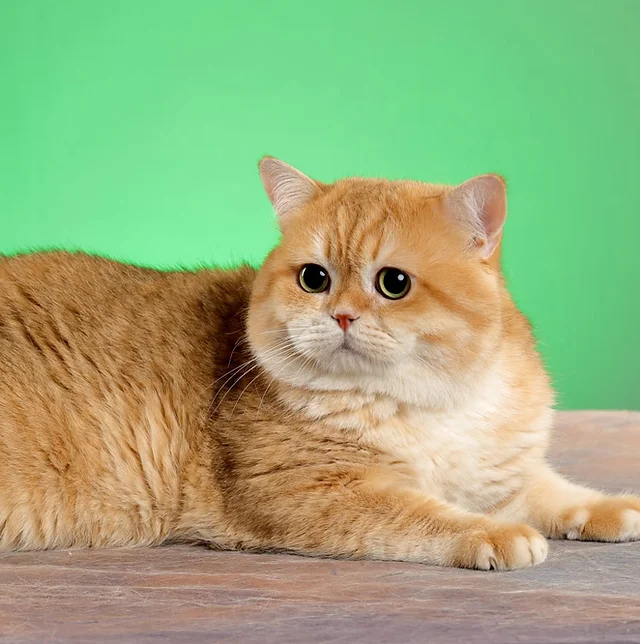 Mèo Anh Lông Ngắn Golden Ny12: Tổng Quan, Giá Bán Và Cách Chăm Sóc 1