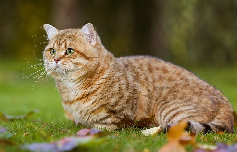 Mèo Anh Lông Ngắn Golden Tabby: Tổng Quan, Giá Bán Và Cách Chăm Sóc 7