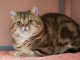 Mèo Anh Lông Ngắn Golden Tabby: Tổng Quan, Giá Bán Và Cách Chăm Sóc 15