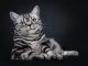 Mèo Anh lông ngắn Silver Tabby: Tổng quan, giá bán, cách chăm sóc 17