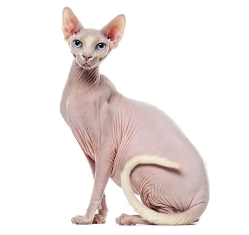 Mèo Ai Cập (Sphynx) không lông : Nguồn gốc, giá bán, cách chăm sóc 27
