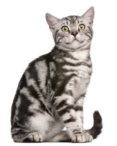 Mèo Anh lông ngắn tam thể tricolor : Chi tiết, giá bán, cách chăm sóc 7