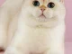 Mèo Anh Lông Ngắn Golden Point: Tổng Quan, Giá Bán Và Cách Chăm Sóc 9
